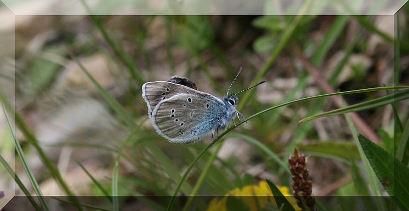 diverse farfalle da determinare